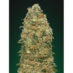 00 Seeds White Widow