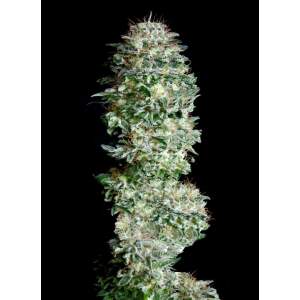 Absolute Cannabis Seeds Absolute Herer