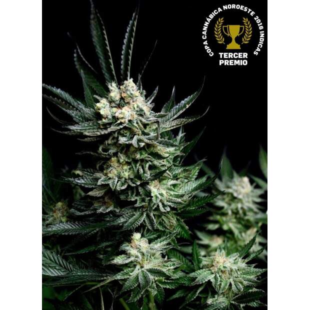 Absolute Cannabis Seeds Critigal +