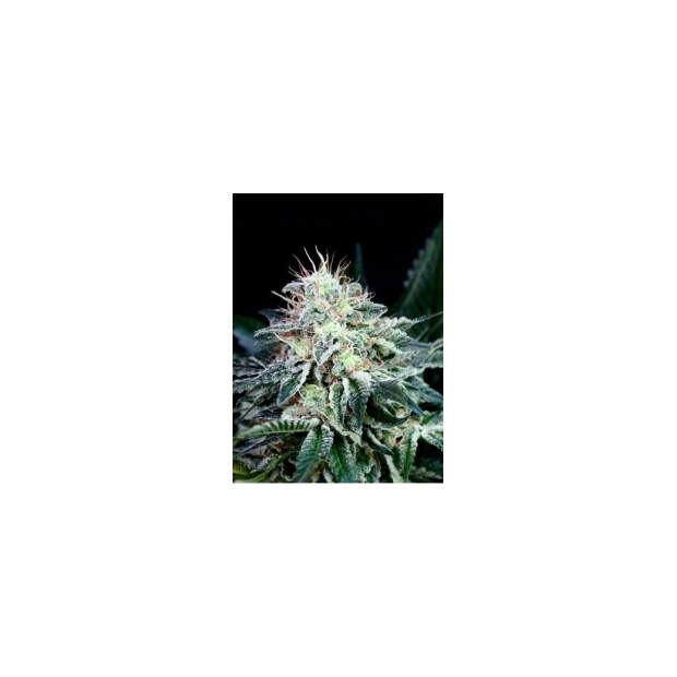 Absolute Cannabis Seeds Radical Auto