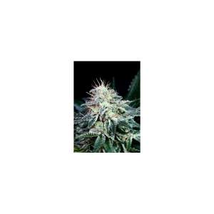 Absolute Cannabis Seeds Radical Auto