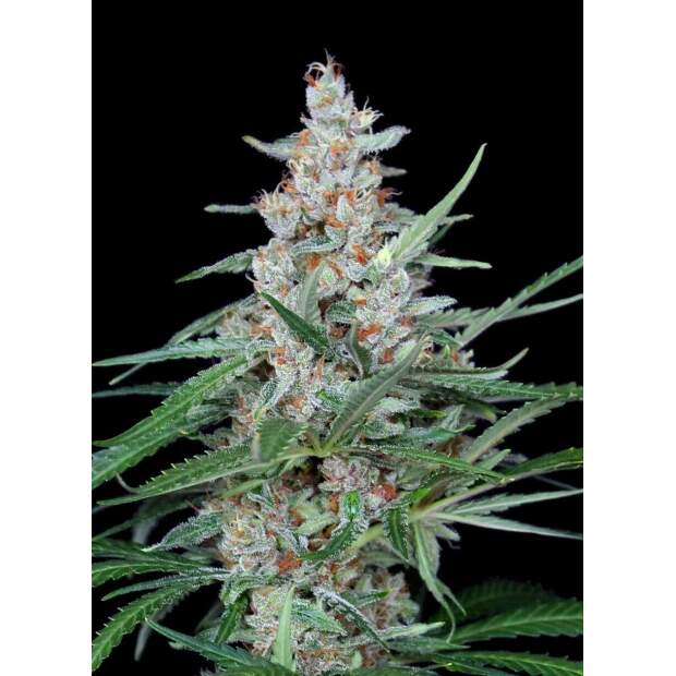 Absolute Cannabis Seeds Utopia