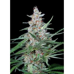 Absolute Cannabis Seeds Utopia