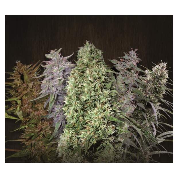 Ace Seeds Ace Mix