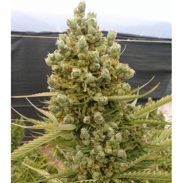 Ace Seeds Auto Malawi X NL