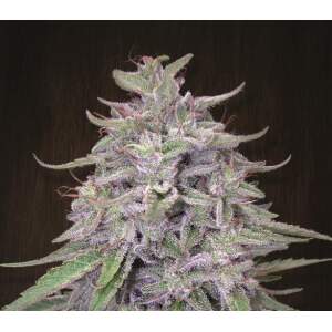 Ace Seeds Bangi Haze