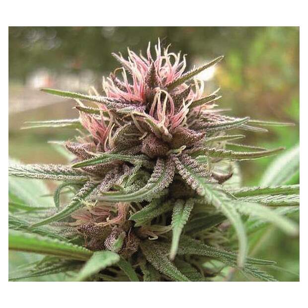 Ace Seeds Erdpurt