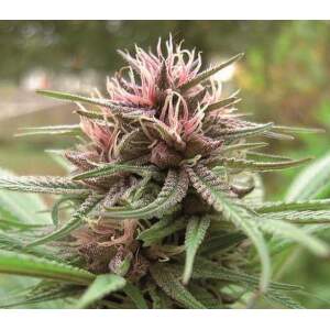 Ace Seeds Erdpurt