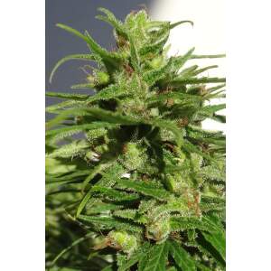 Ace Seeds Ethiopia