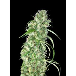 Ace Seeds Etiope X Malawi