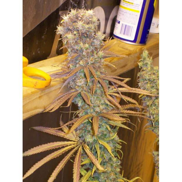 Ace Seeds Green Mountain Grape Standard