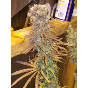 Ace Seeds Green Mountain Grape Standard