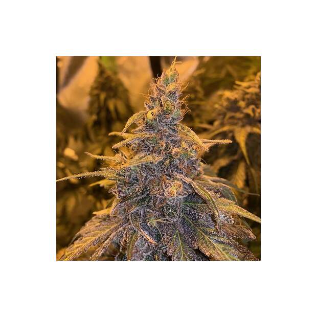Ace Seeds Hashplant Haze X Kali China