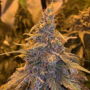 Ace Seeds Hashplant Haze X Kali China