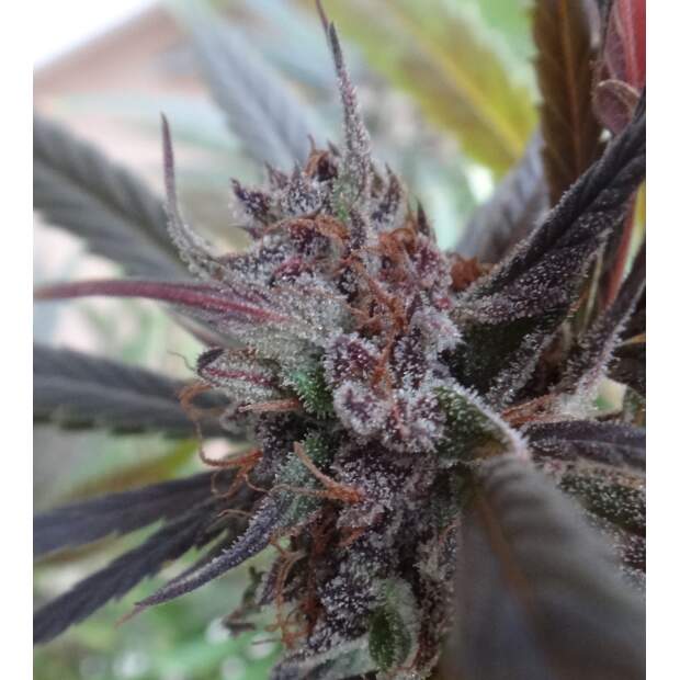 Ace Seeds Haze X Kali China