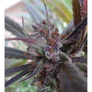 Ace Seeds Haze X Kali China