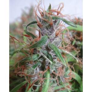 Ace Seeds Honduras