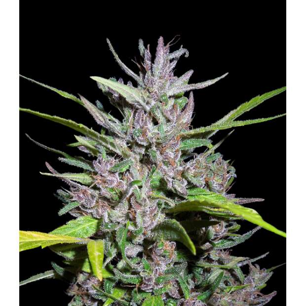 Ace Seeds Honduras X Panama