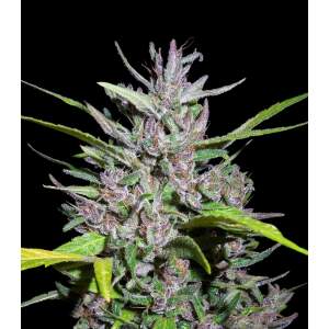 Ace Seeds Honduras X Panama