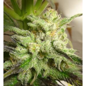 Ace Seeds Kali China