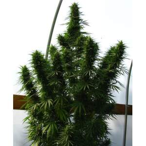 Ace Seeds Lebanese