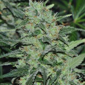Ace Seeds Malawi Pack De Cria