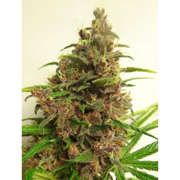 Ace Seeds Malawi X Pck