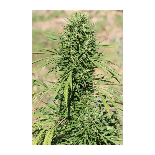 Ace Seeds Marruecos Beldia Kif