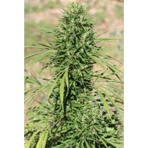 Ace Seeds Marruecos Beldia Kif