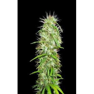 Ace Seeds Mauricio X Etiope
