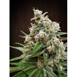Ace Seeds Nepal Jam Pack De Cria