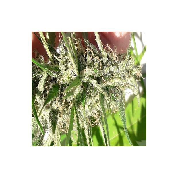 Ace Seeds Nueva Caledonia