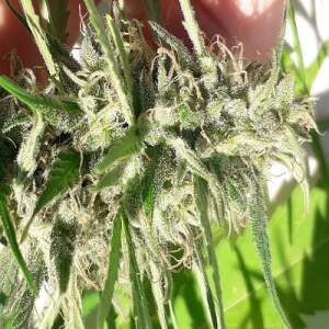 Ace Seeds Nueva Caledonia