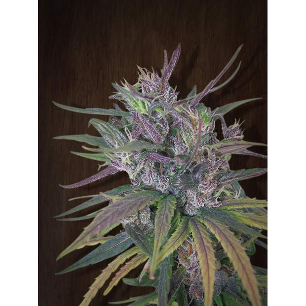 Ace Seeds Oldtimers Haze