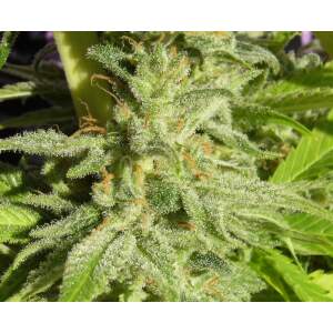 Ace Seeds Orient Express