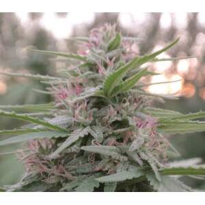 Ace Seeds Panama