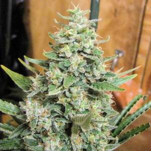Ace Seeds Panama X Malawi