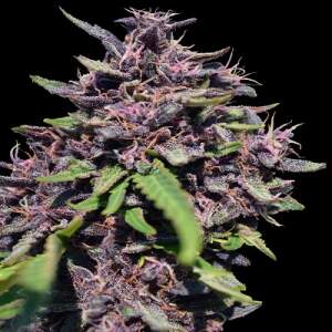 Ace Seeds Panama X Pck