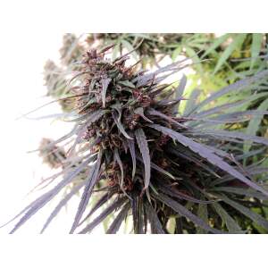 Ace Seeds Purple Haze X Malawi