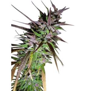 Ace Seeds Purple Pakistani Haze