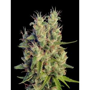 Ace Seeds Super Malawi Haze