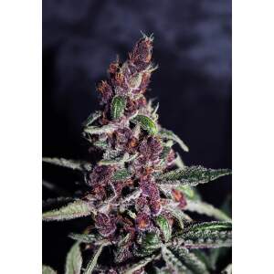 Ace Seeds Violeta