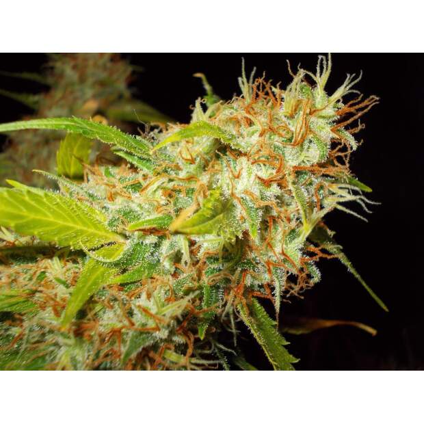 Ace Seeds Zamaldelica