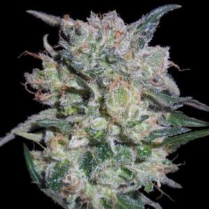 Ace Seeds Zamaldelica X Kali China
