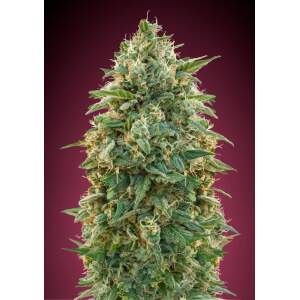 Advanced Seeds Amnesia