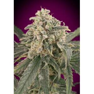Advanced Seeds Auto Amnesia XXL