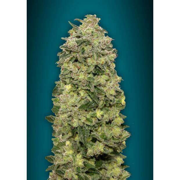 Advanced Seeds Auto Afghan Skunk