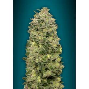Advanced Seeds Auto Afghan Skunk