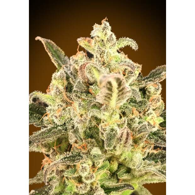 Advanced Seeds Auto Biodiesel Mass XXL