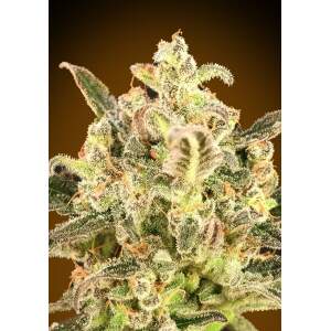 Advanced Seeds Auto Biodiesel Mass XXL